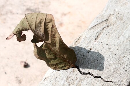 Leaf blight commission dry commission wind dry commission photo