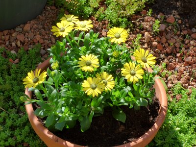 Ceramics flowerpot greenish yellow photo
