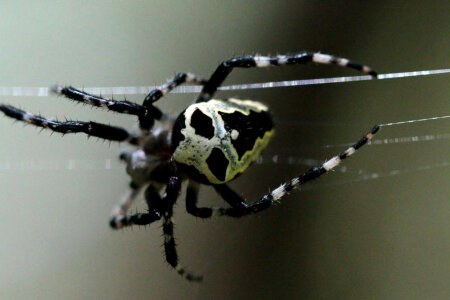 Orb-weaving spider