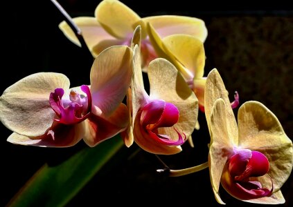 Beautiful beautiful flowers beautiful photo