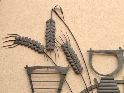 Grain ear cereals