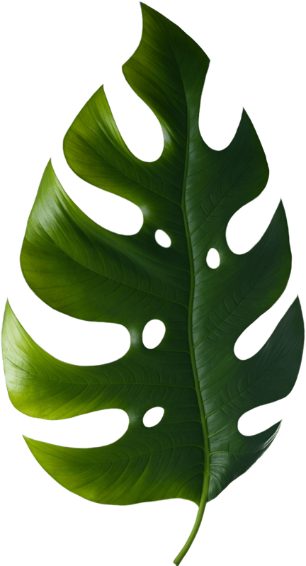 Monstera leaf