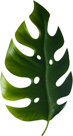 Monstera leaf