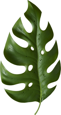 Monstera leaf