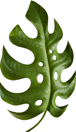 Monstera leaf