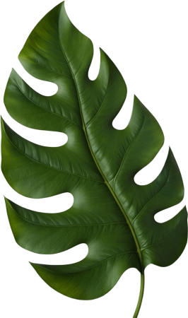 Monstera leaf