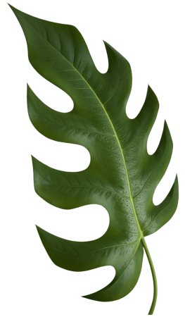 Monstera leaf