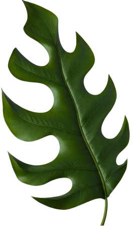 Monstera leaf