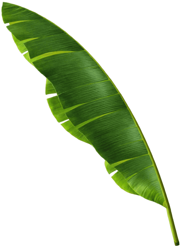 Banana palm leaf