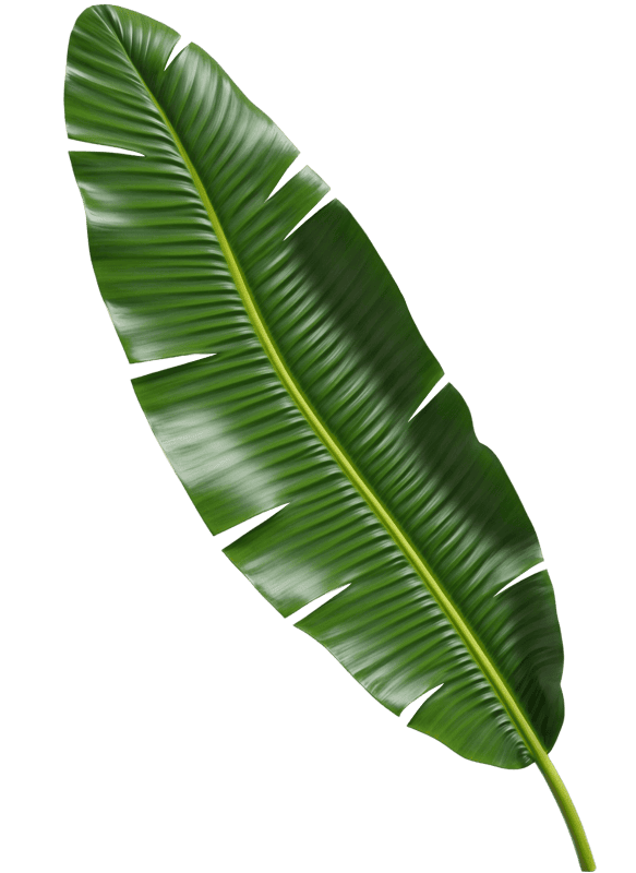 Banana palm leaf