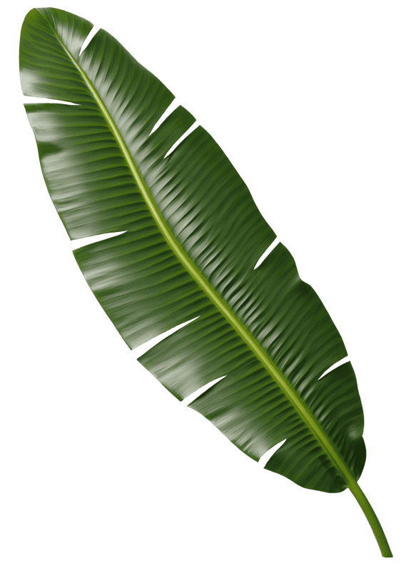 Banana palm leaf