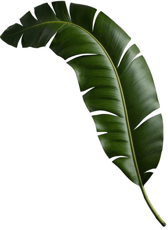 Banana palm leaf