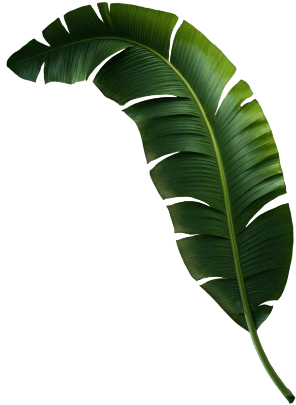 Banana palm leaf