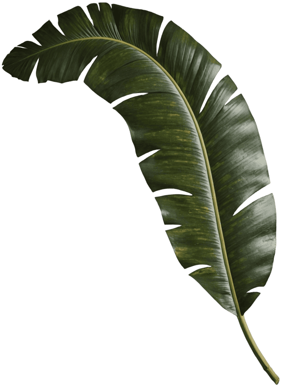 Banana palm leaf