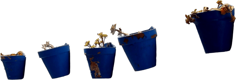 Blue flower pots on the wall