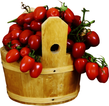 Tomatoes in Basket