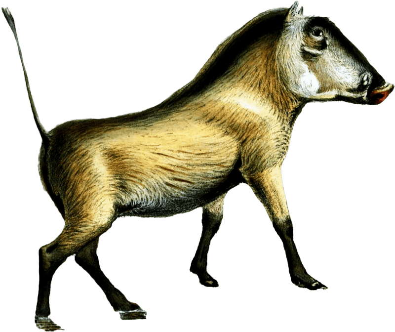 African Warthog Illustration by Joseph Wolf 