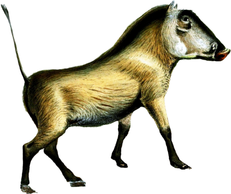 African Warthog Illustration by Joseph Wolf 