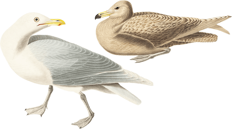 Burgomaster Gull by John James Audubon