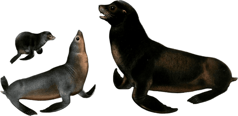 California Sea Lions by Joseph Wolf