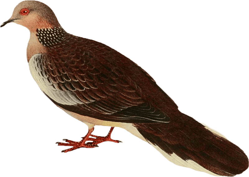 Exotic Pigeon Illustration