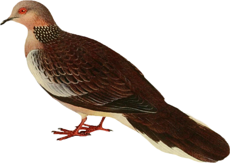 Exotic Pigeon Illustration