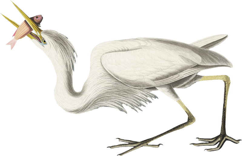 Great White Heron from Birds of America by John James Audubon