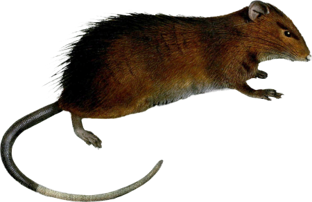 Musmaclearismit Rodent