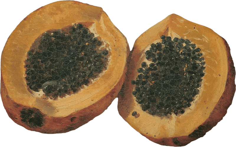 Papayas Painted by Kiyohara Tama
