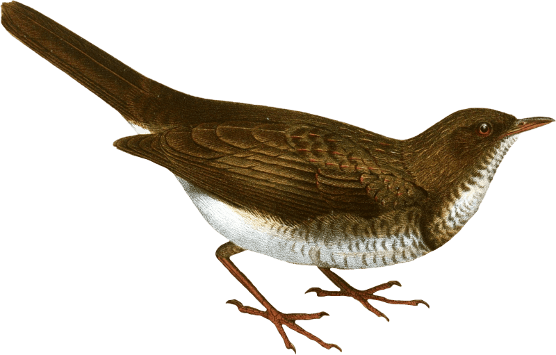 Thrush Bird Illustration