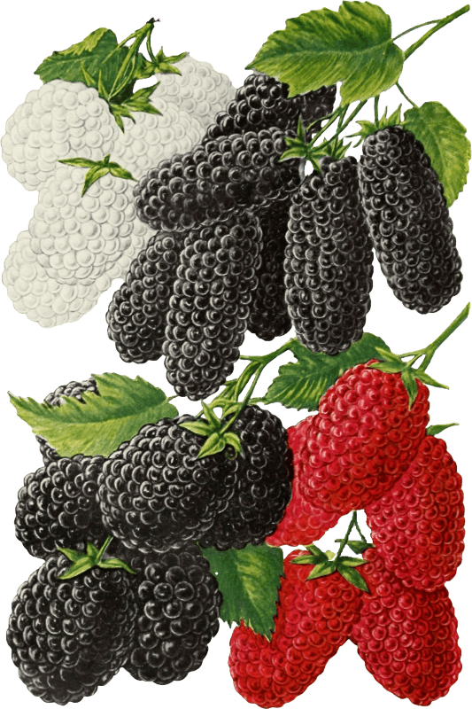 Blackberries by John Lewis Childs