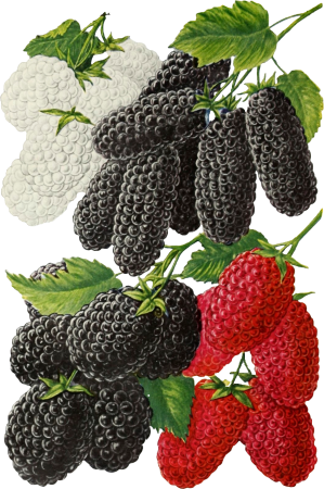 Blackberries by John Lewis Childs