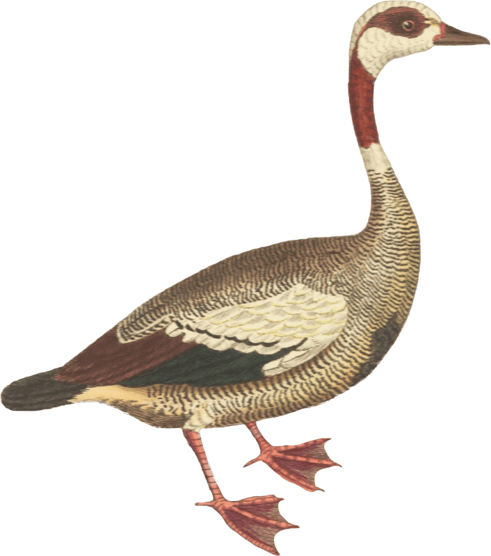 Goose Illustration