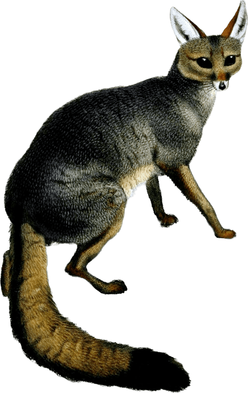 Gray Fox Illustration by J. Smit