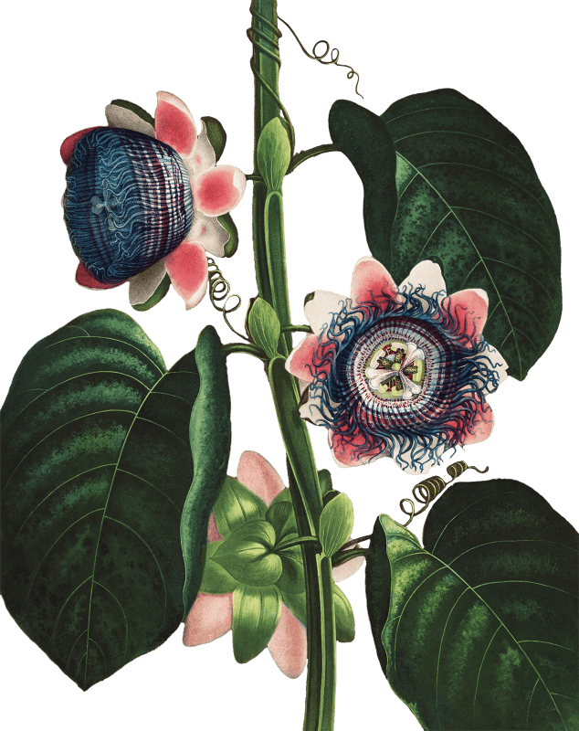 Quadrangular Passion Flower by Robert John Thornton