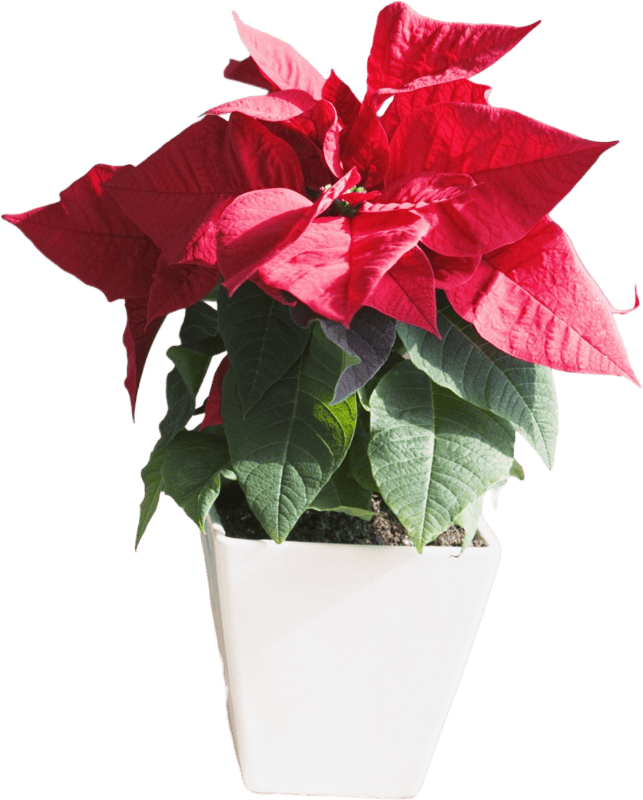 Poinsettia Christmas Flower Pot
