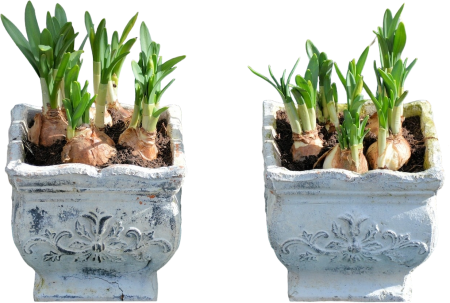Potted Bulbous Lily