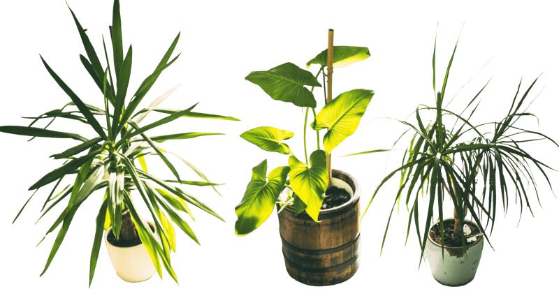 Three Green Potted Plants