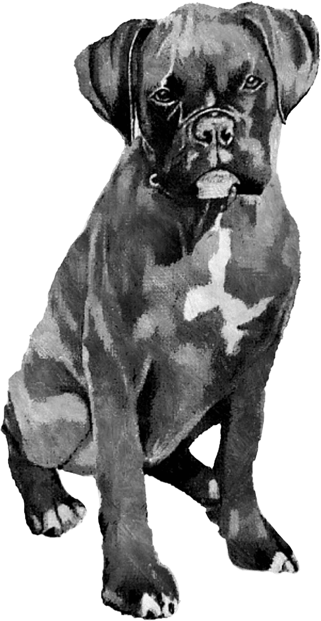 Boxer Dog Illustration