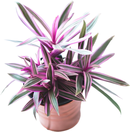 Potted Purple Plant