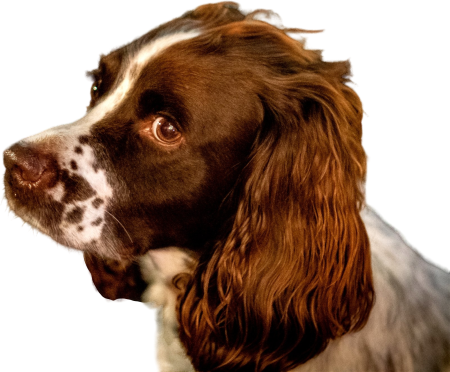 Brown English Springer Spaniel