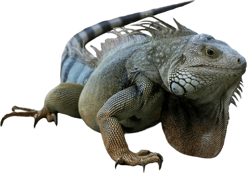 Caribbean Scaled Hulk Lizard
