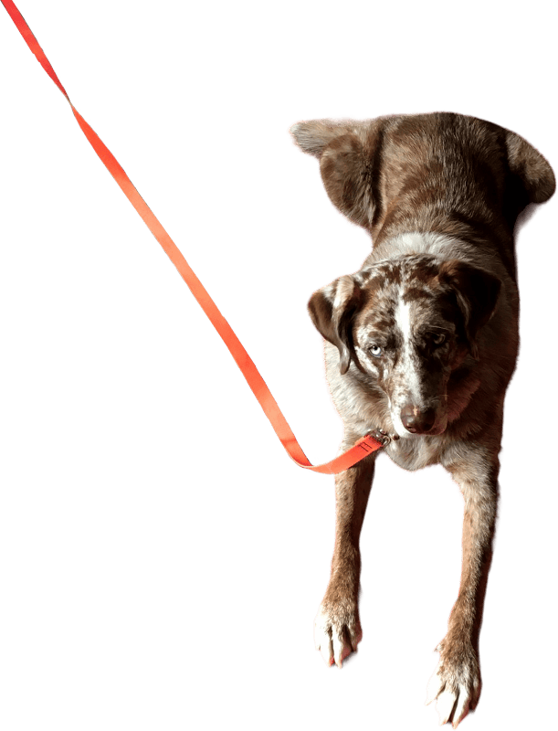 Catahoula Leopard Dog On Leash