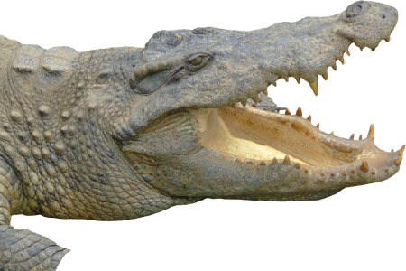 Crocodile Opening Mouth
