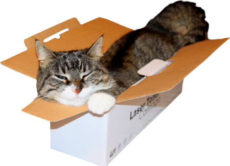 Cute Cat In Small Box