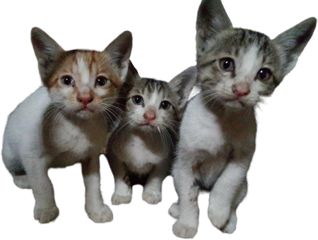 Cute Sitting Kittens
