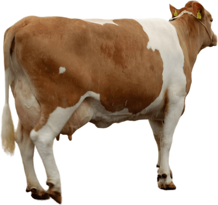 Dairy Cow From Behind