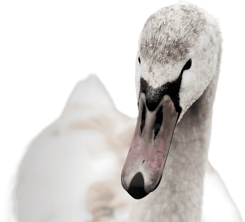 Dirty White Swan