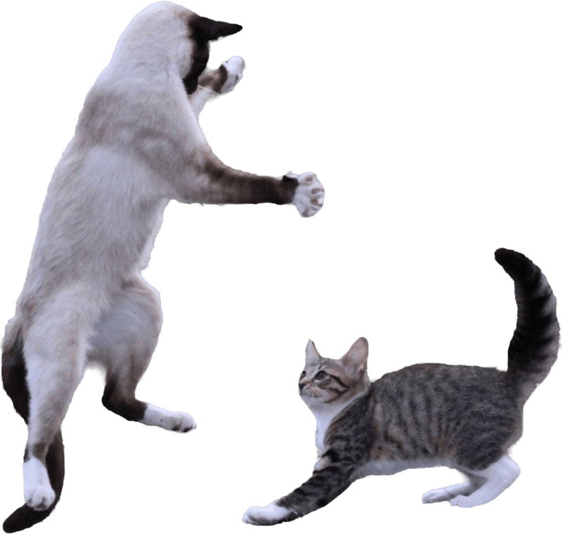 Funny Kittens Fighting