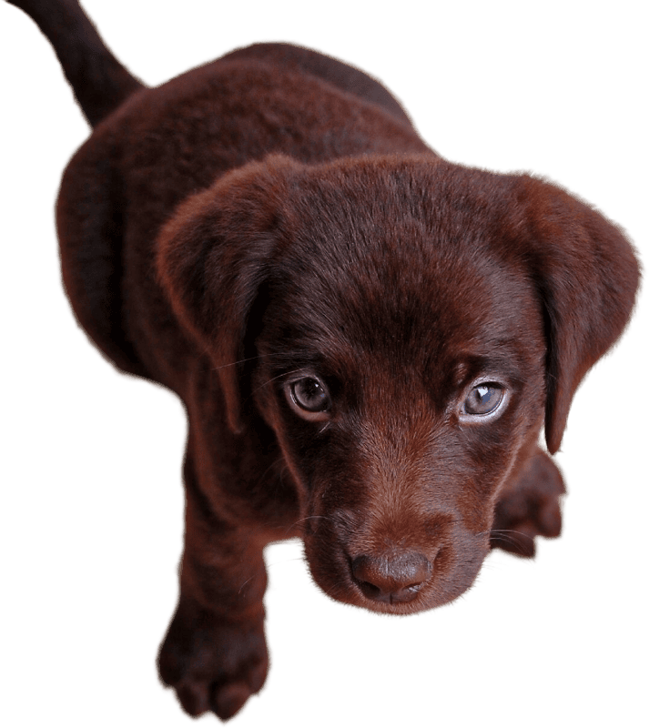 Labrador Retriever Puppy Sitting